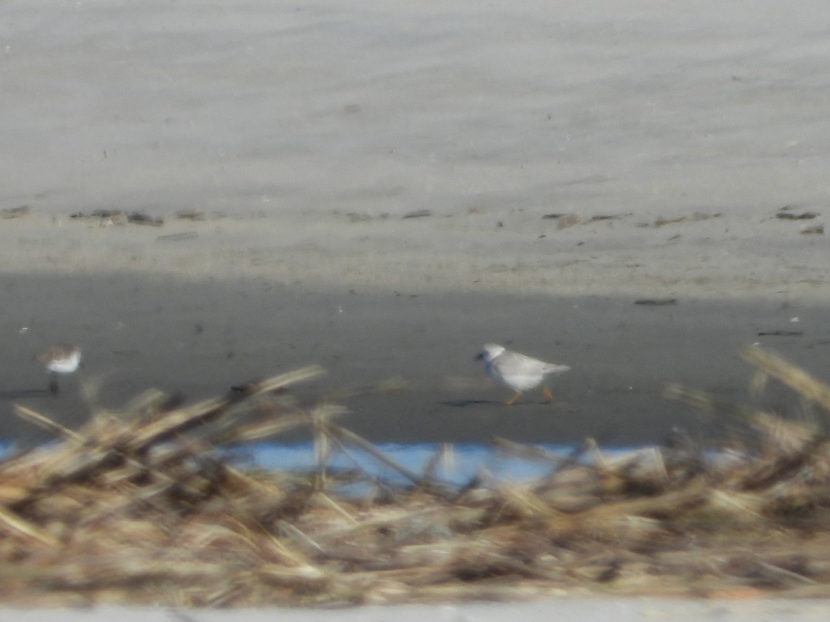 Flötenregenpfeifer - ML647215313