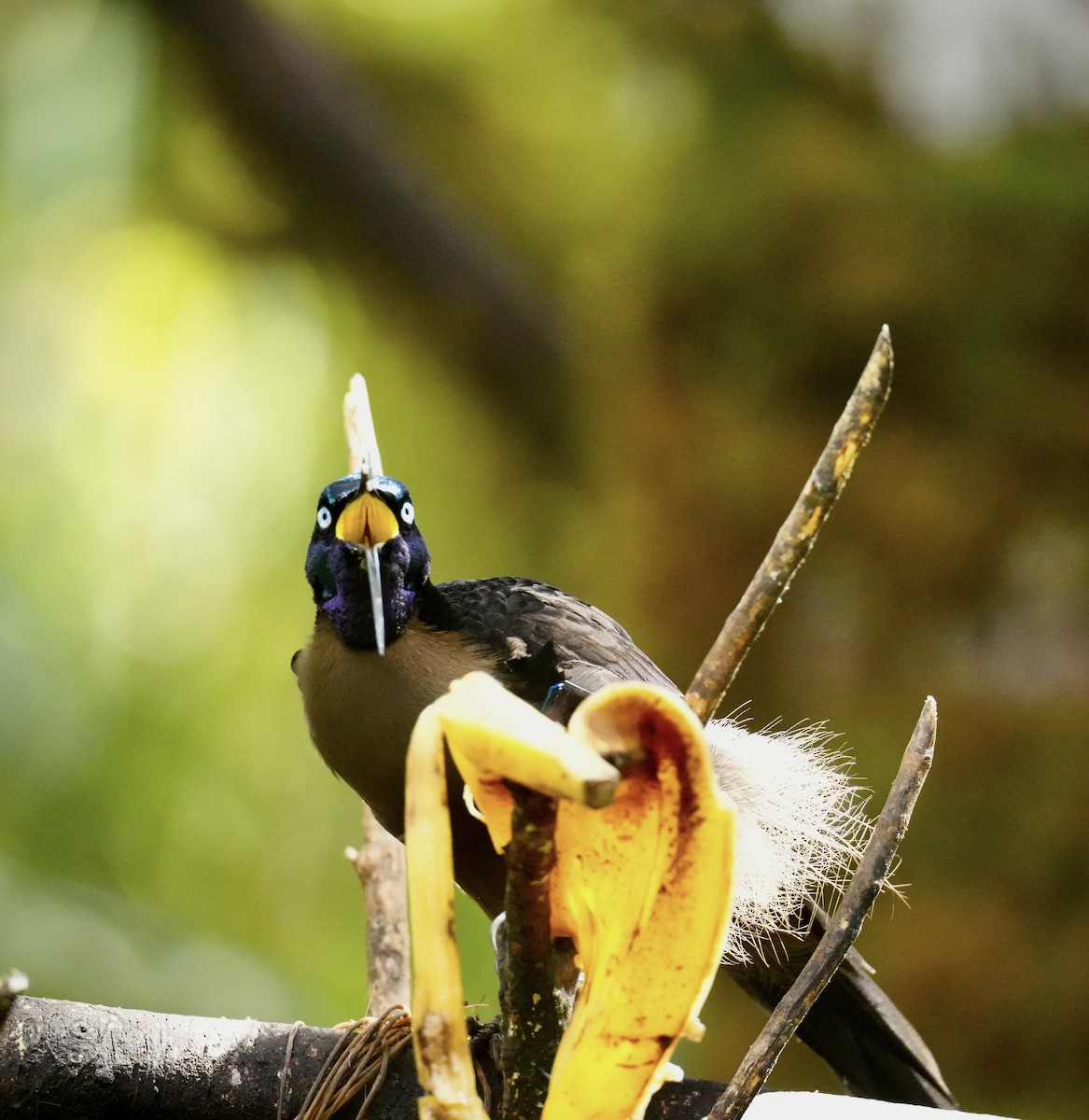 Black Sicklebill - ML647215315