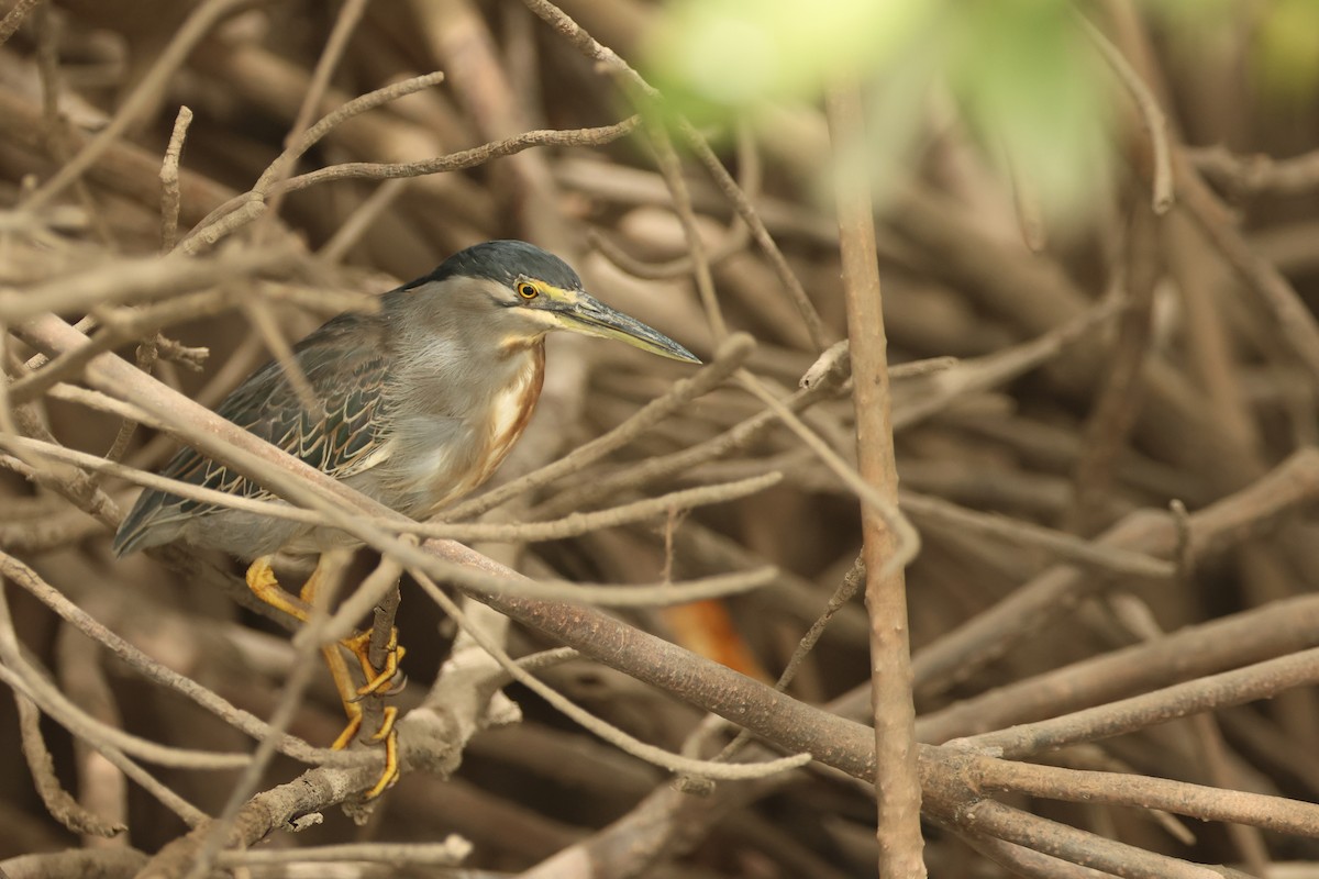 Little Heron - ML647215316