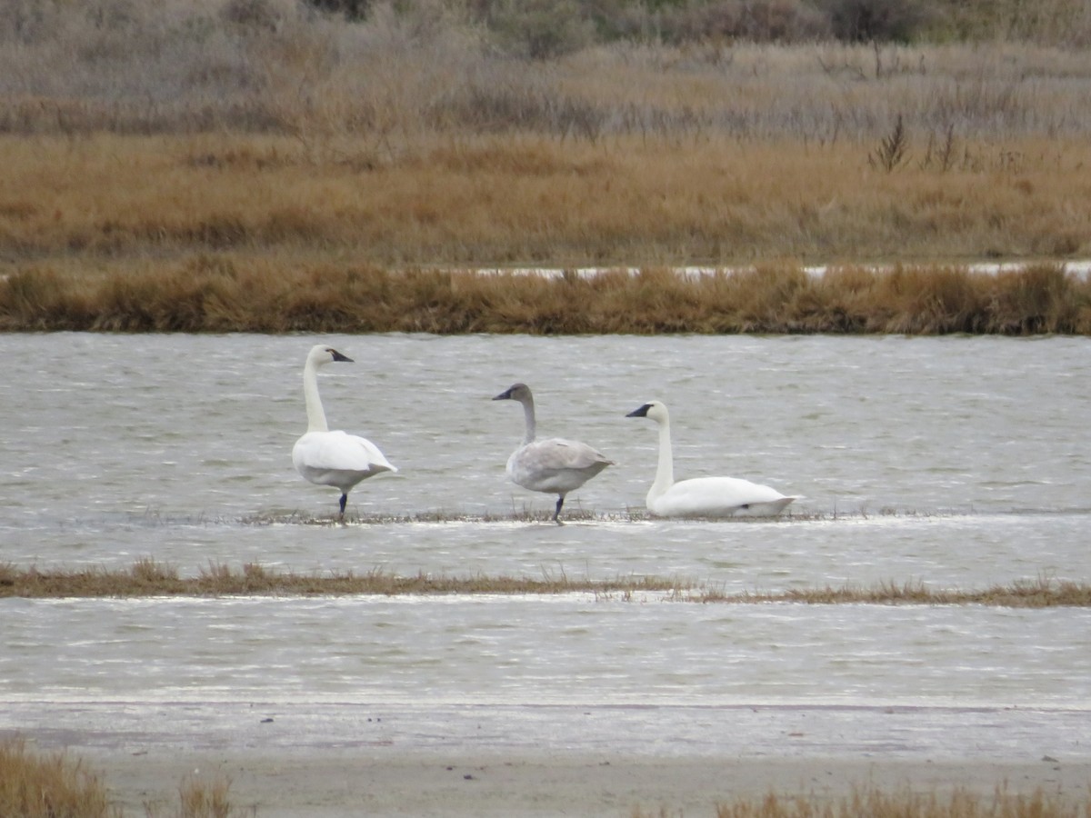 Cigno minore - ML647215319