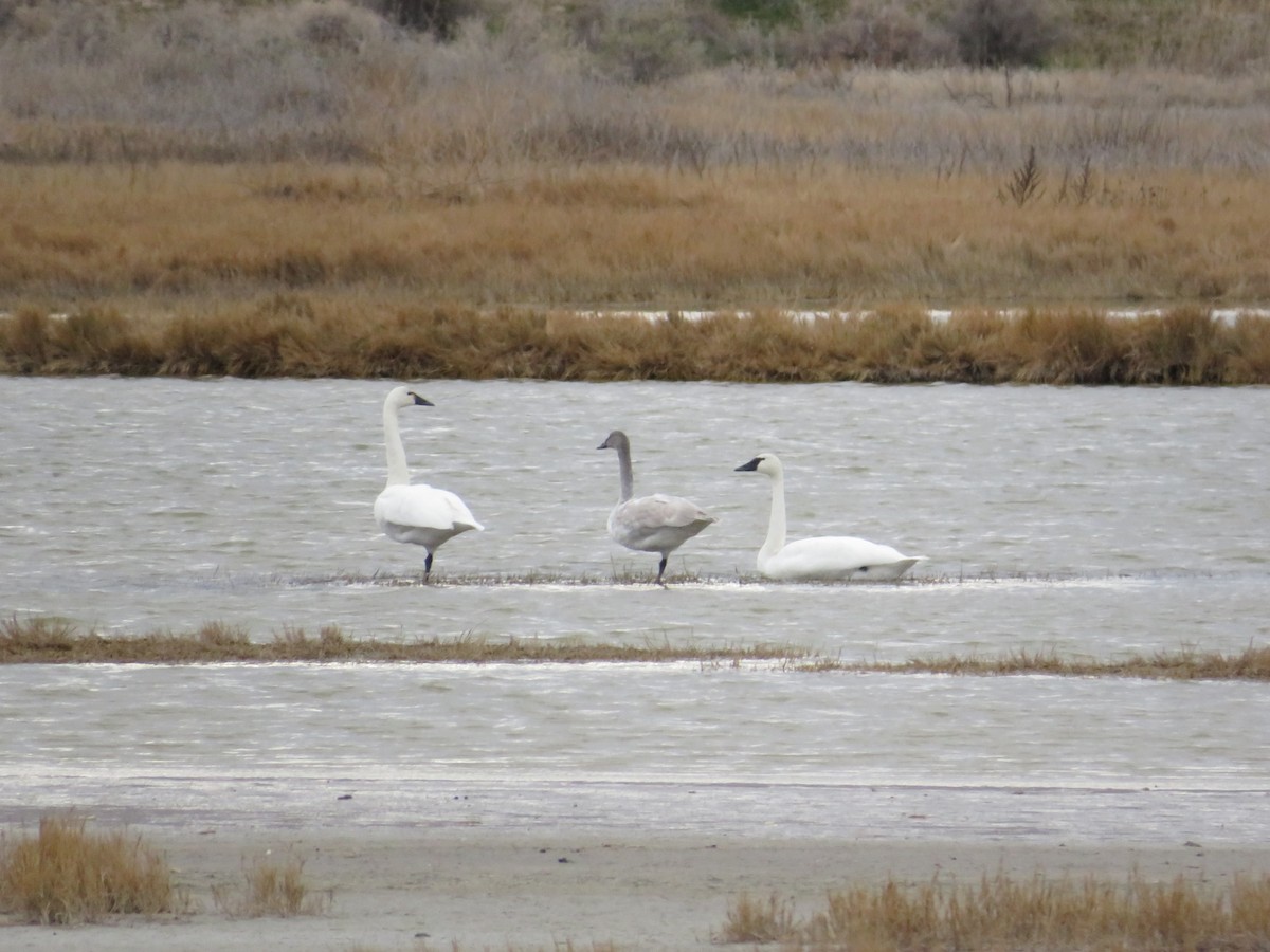 Cigno minore - ML647215320