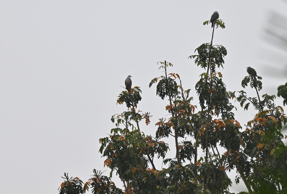 Green Imperial-Pigeon - ML647215322