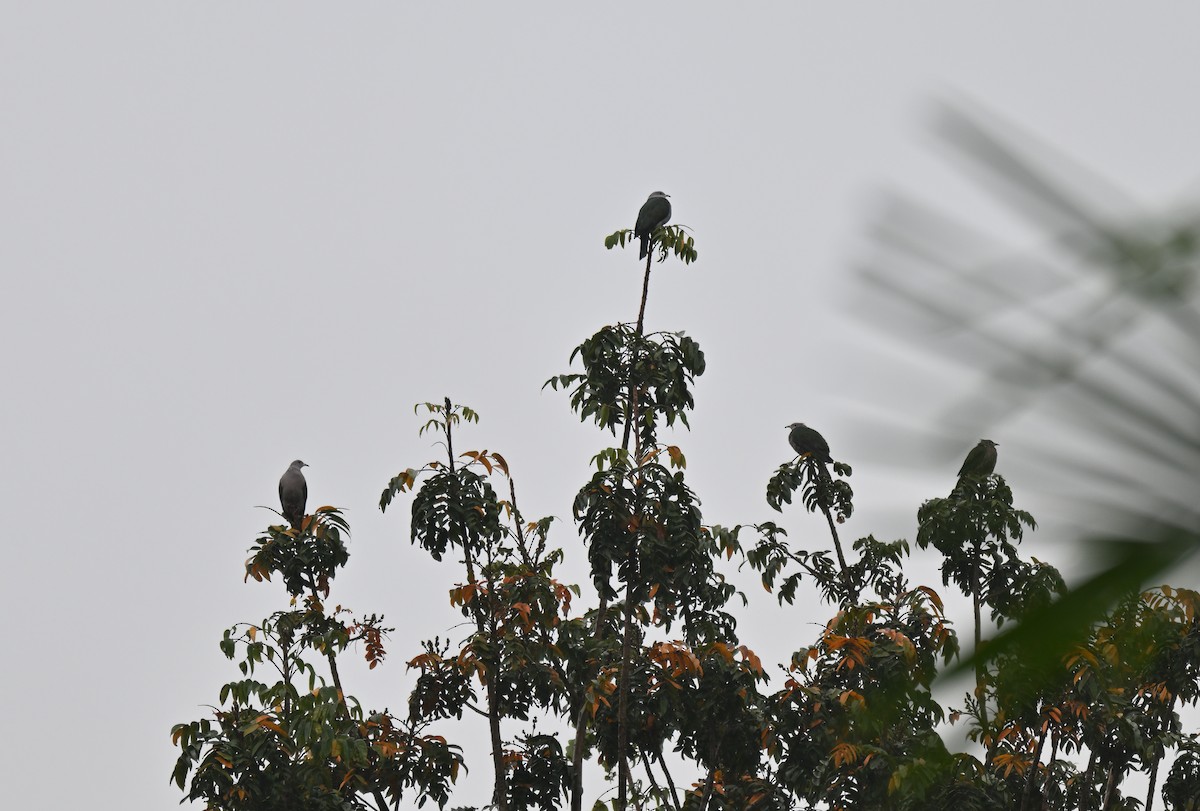 Green Imperial-Pigeon - ML647215323