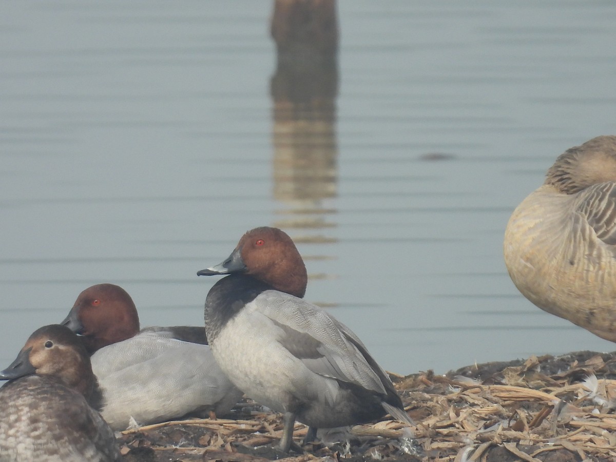 Moriglione - ML647215328