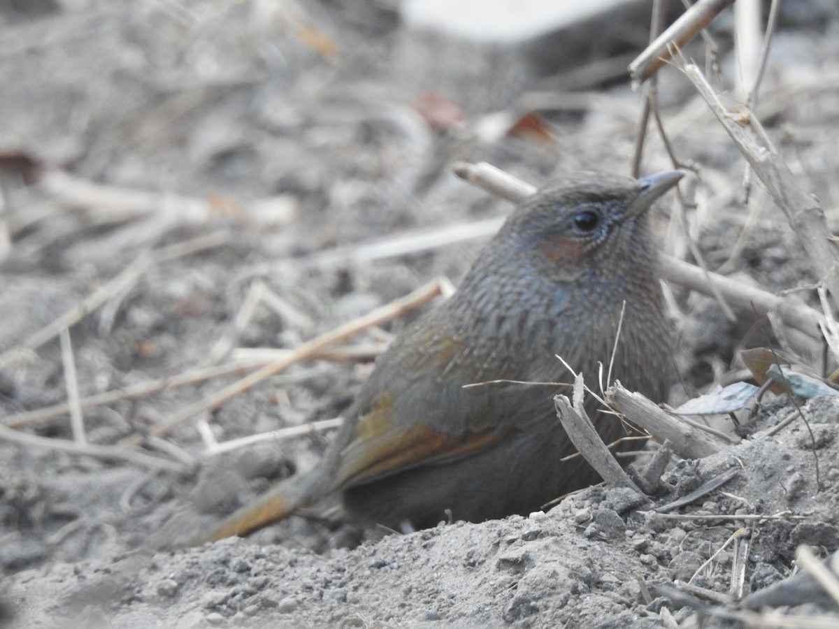 Streaked Laughingthrush - ML647215329