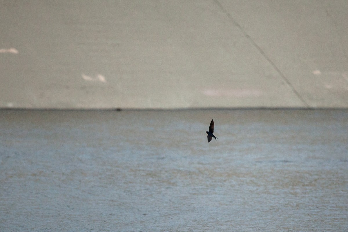 Barn Swallow - ML647215333