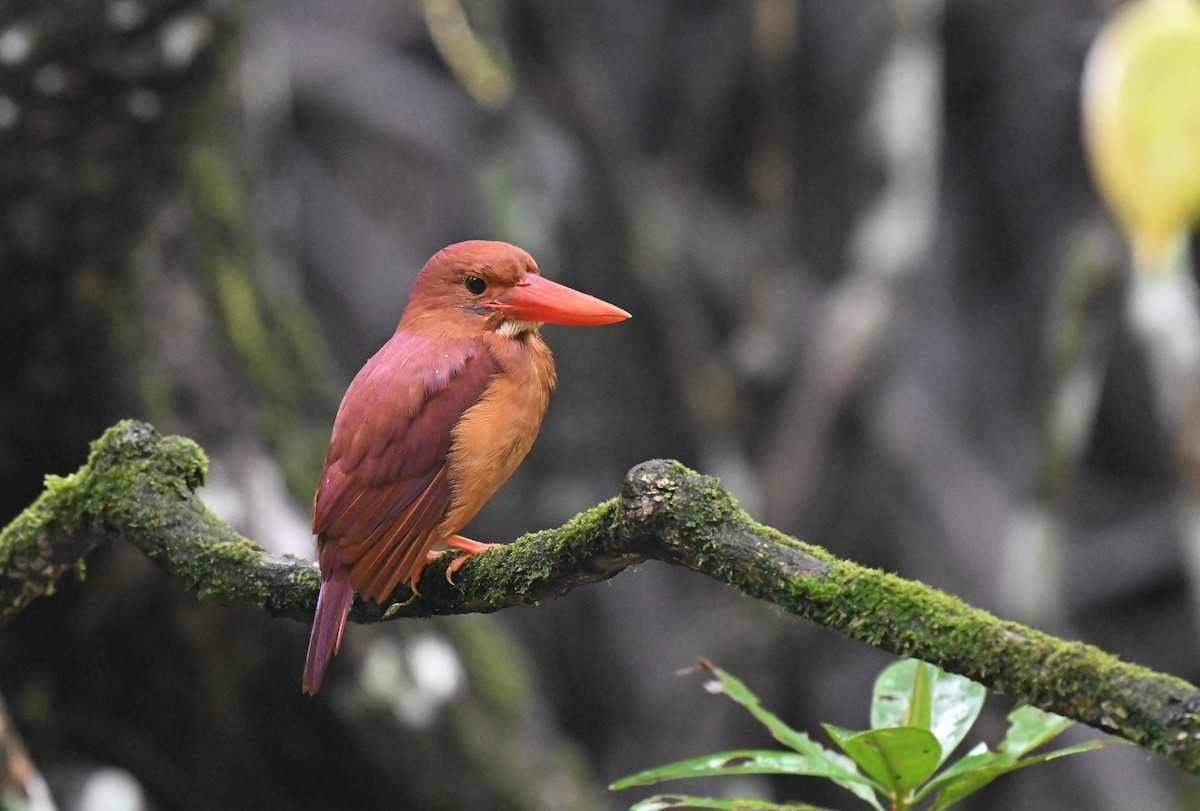 Ruddy Kingfisher - ML647215336