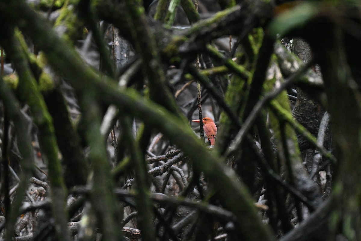 Ruddy Kingfisher - ML647215337