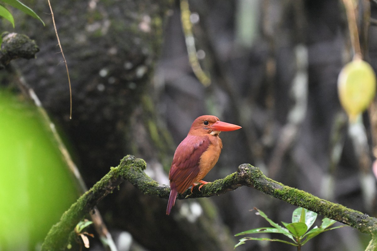 Ruddy Kingfisher - ML647215339