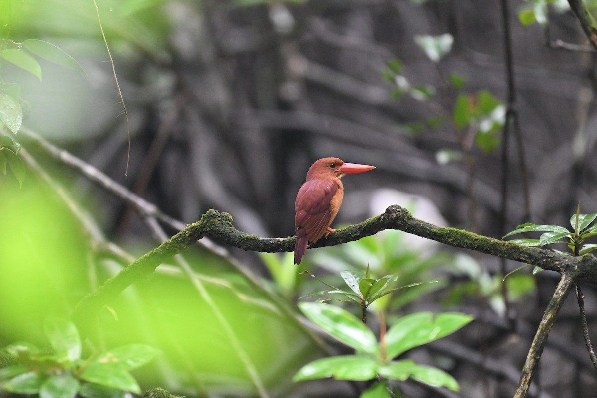 Ruddy Kingfisher - ML647215340