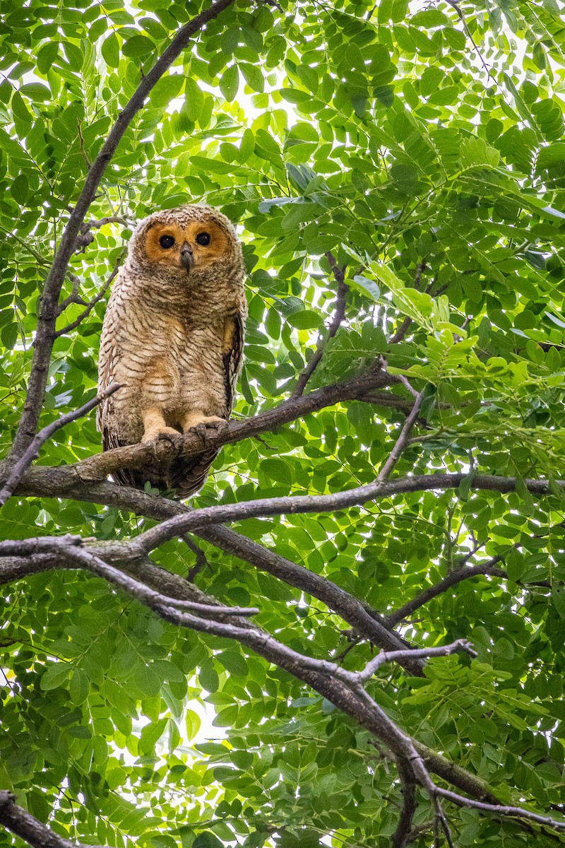 Spotted Wood-Owl - ML647215343