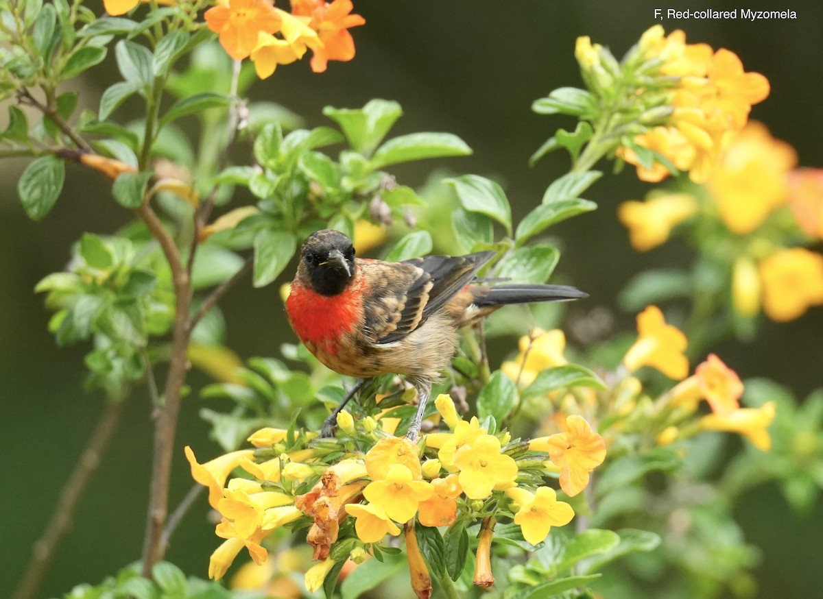Red-collared Myzomela - ML647215344
