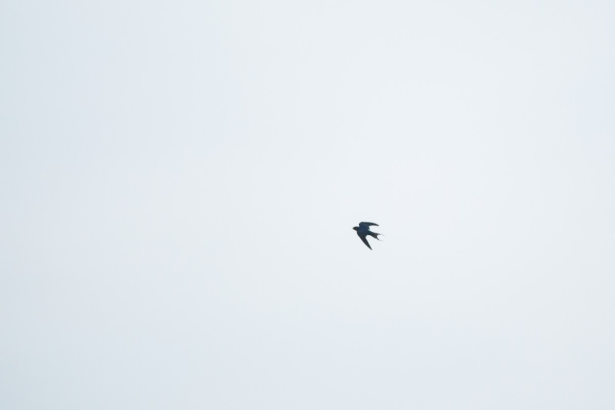 Barn Swallow - ML647215345