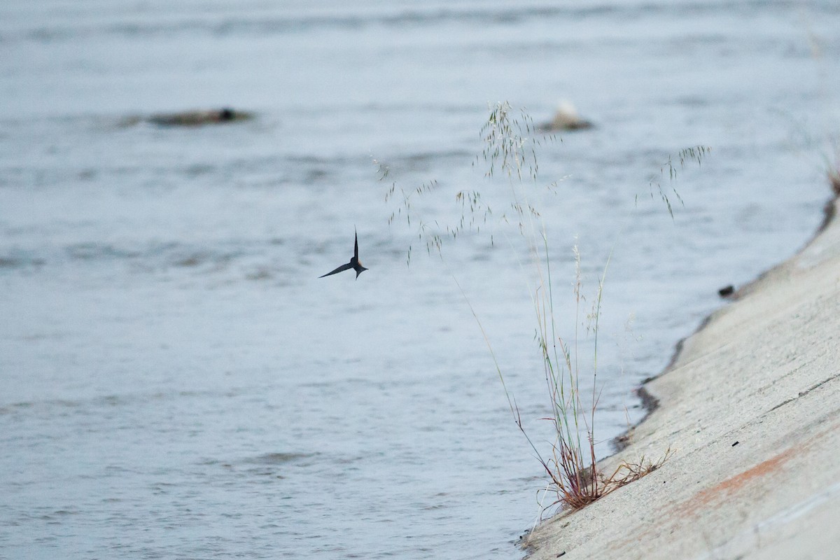 låvesvale - ML647215346