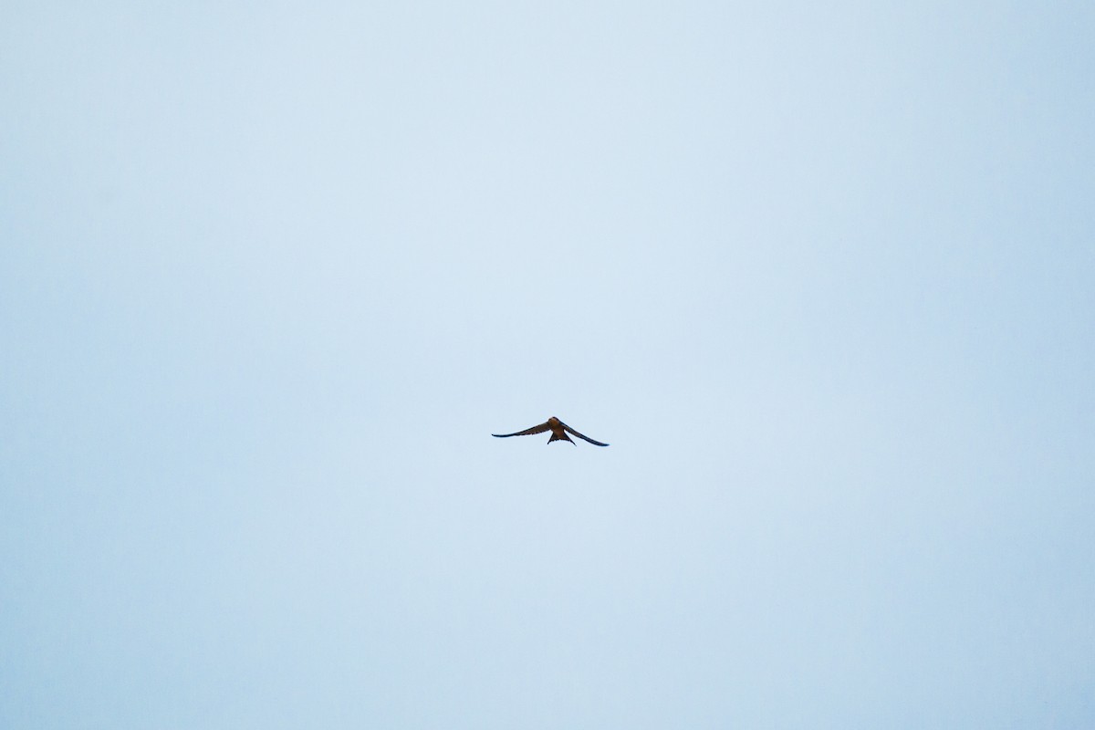Barn Swallow - ML647215347