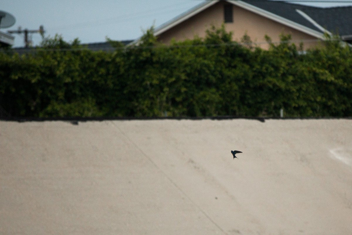 Barn Swallow - ML647215348