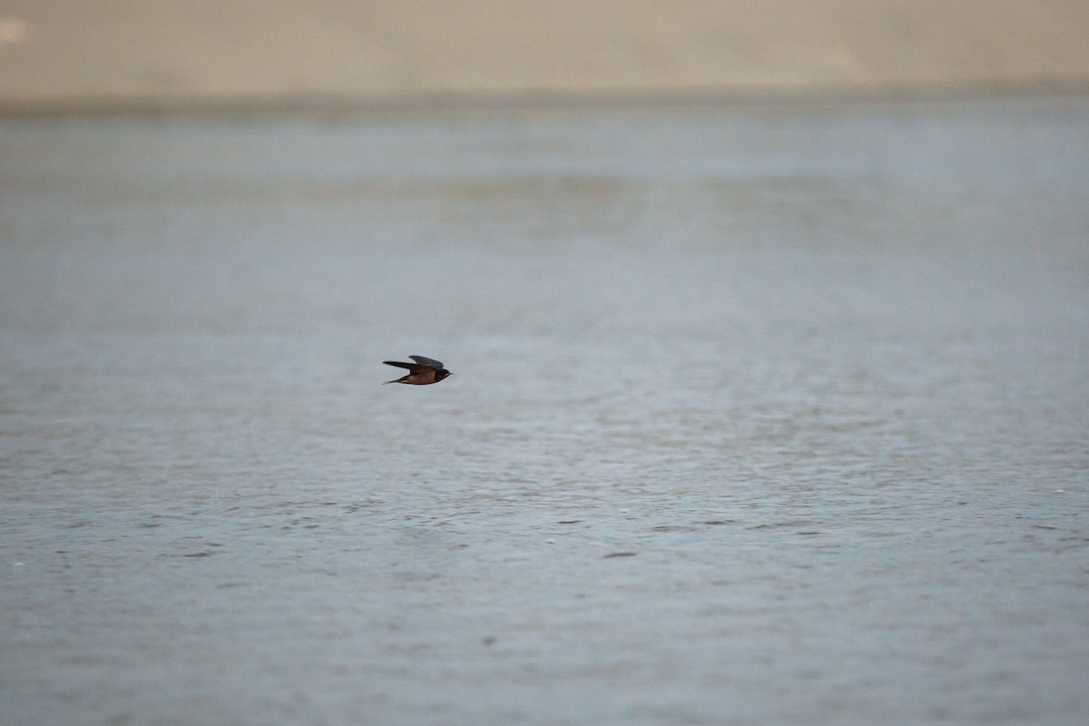 låvesvale - ML647215350