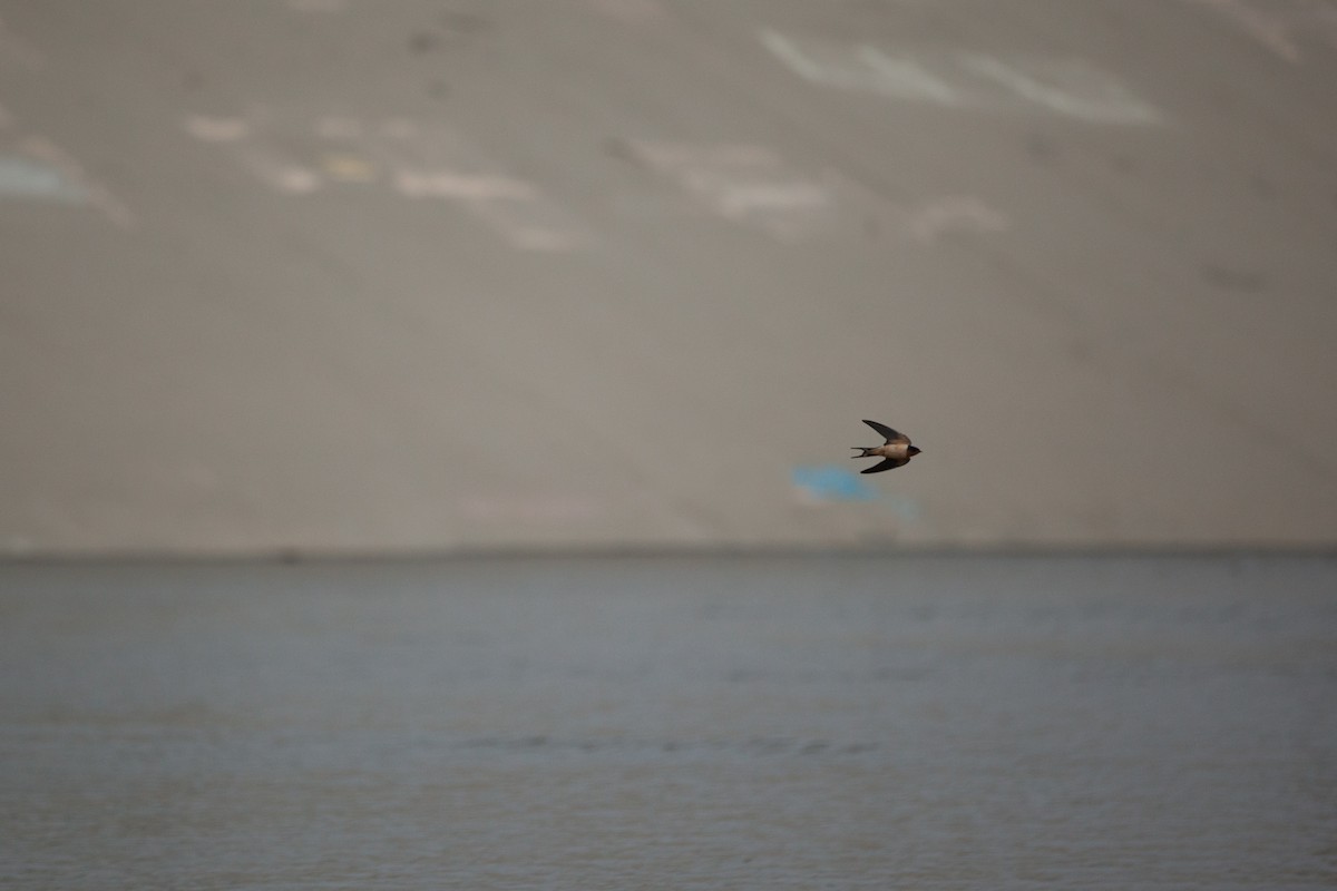 låvesvale - ML647215351