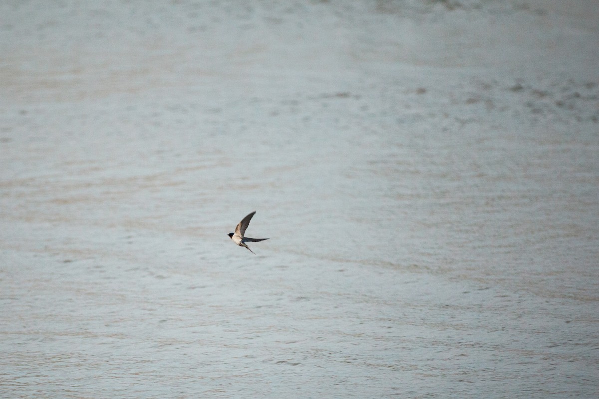 låvesvale - ML647215352