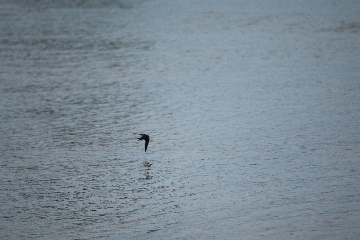 låvesvale - ML647215353