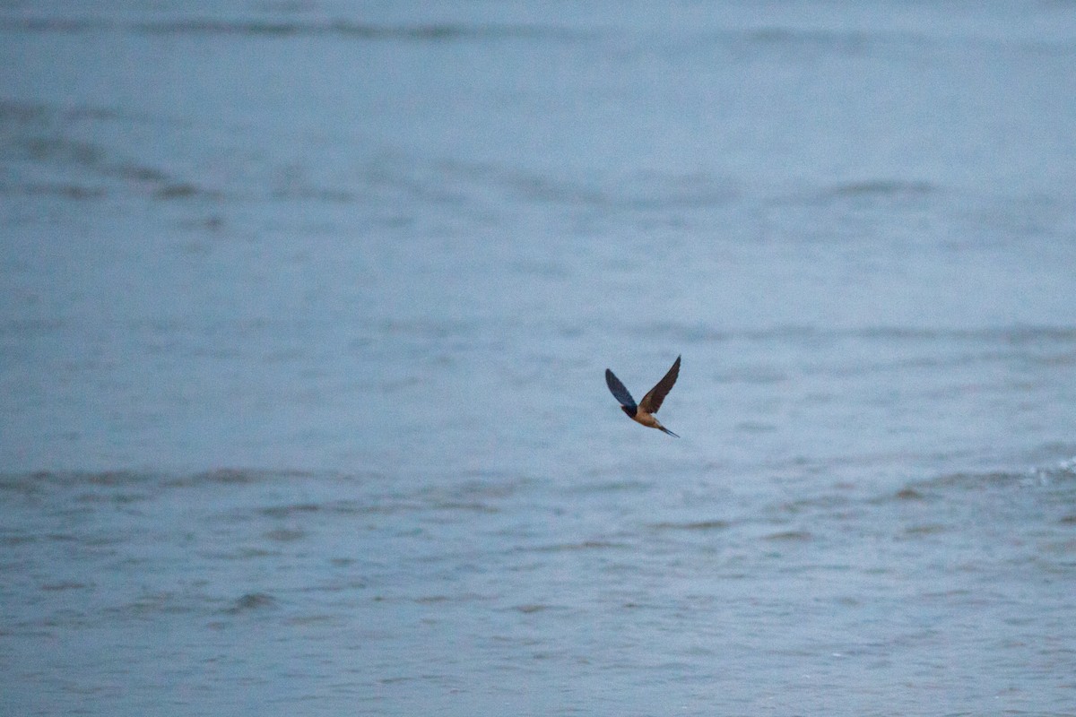 Асрын хараацай - ML647215354