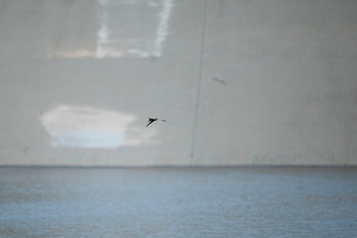 låvesvale - ML647215355