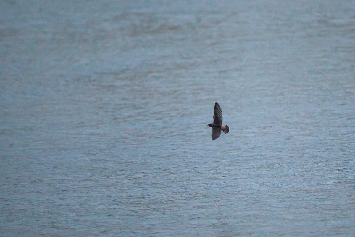 Cliff Swallow - ML647215356