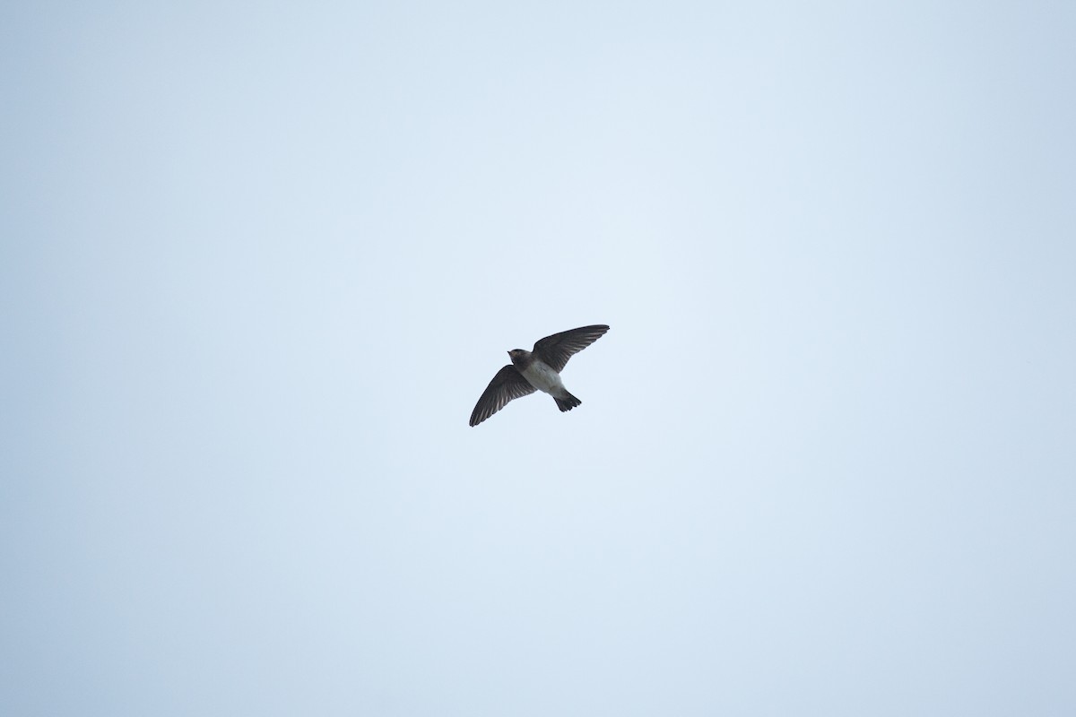 Cliff Swallow - ML647215357