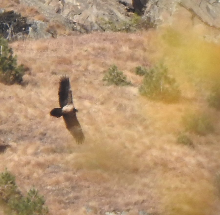 orlosup bradatý - ML647215358