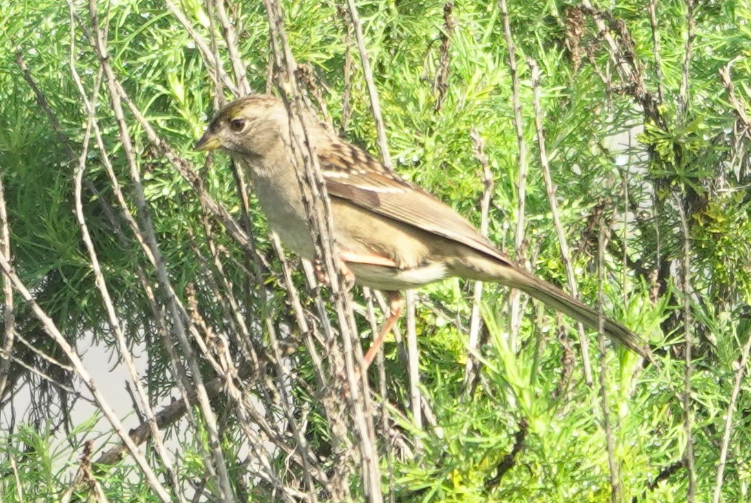 Golden-crowned Sparrow - ML647215360