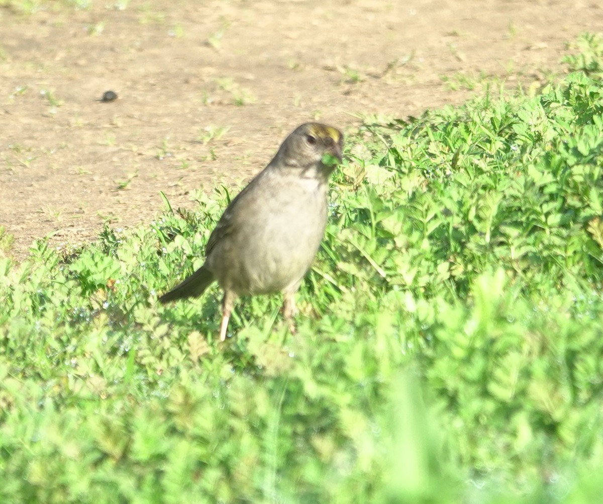 Golden-crowned Sparrow - ML647215361