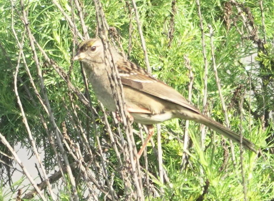 Golden-crowned Sparrow - ML647215363
