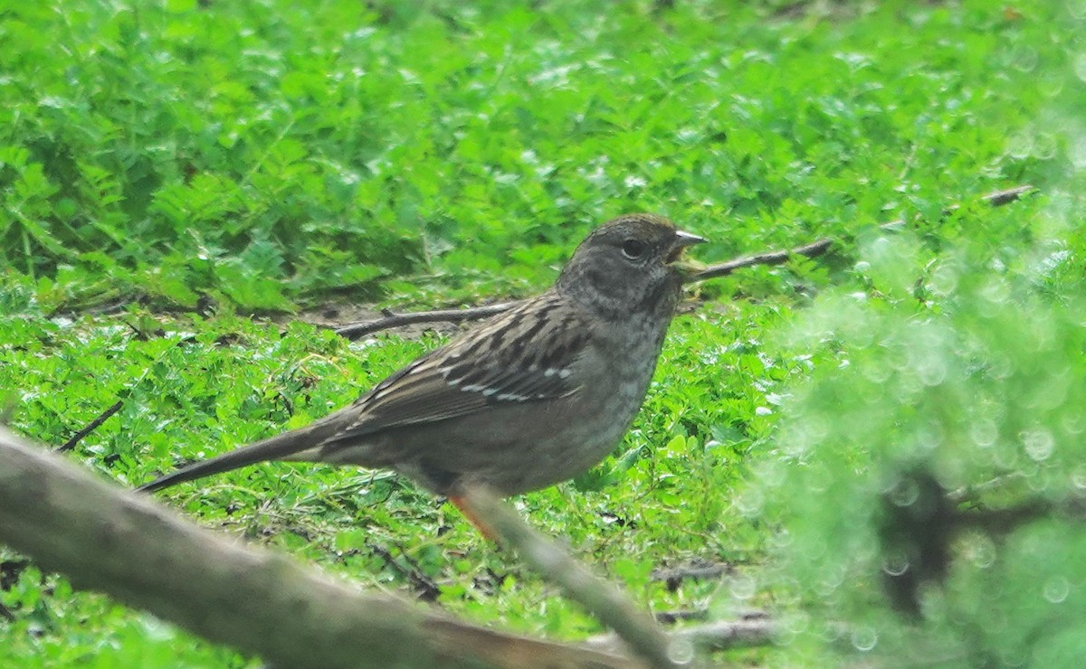 Golden-crowned Sparrow - ML647215364