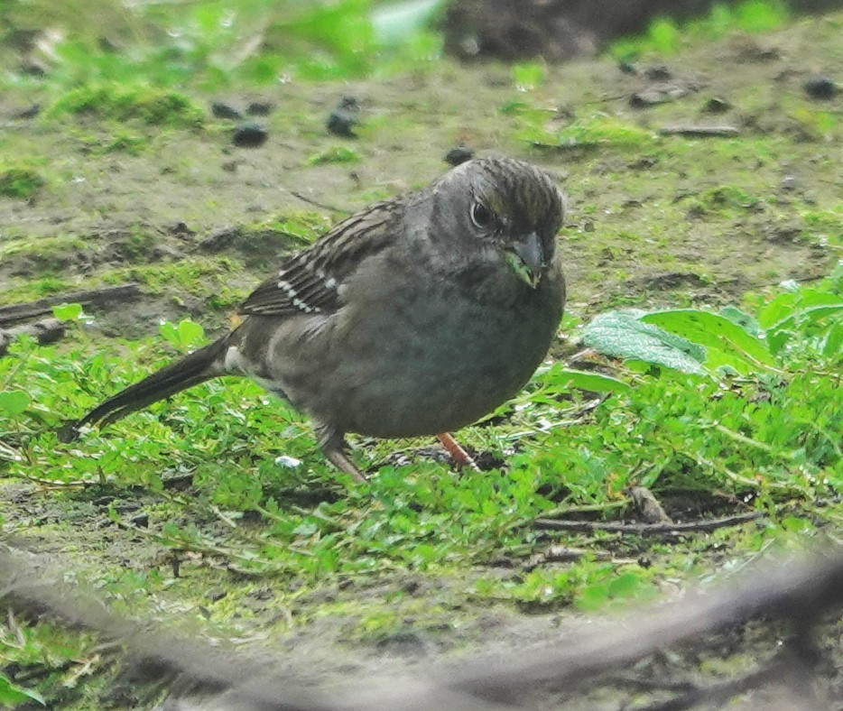 Golden-crowned Sparrow - ML647215365