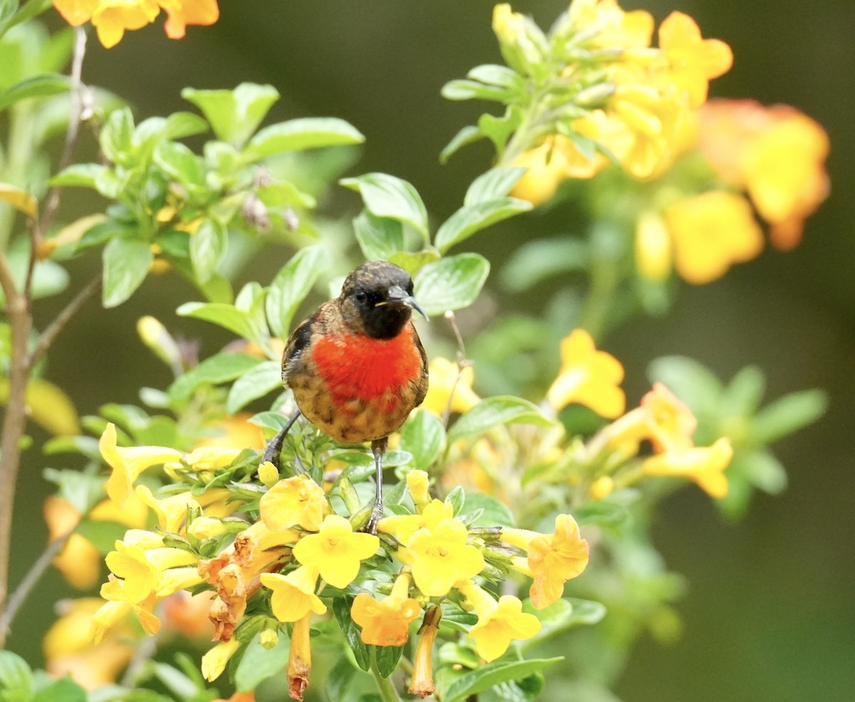 Red-collared Myzomela - ML647215367