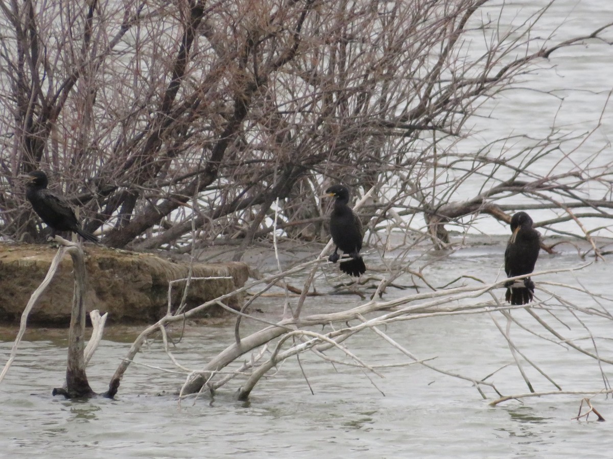Neotropic Cormorant - ML647215368