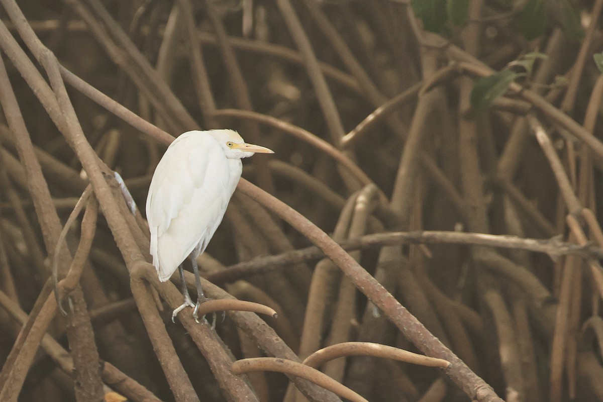 Yellow-billed Egret - ML647215370