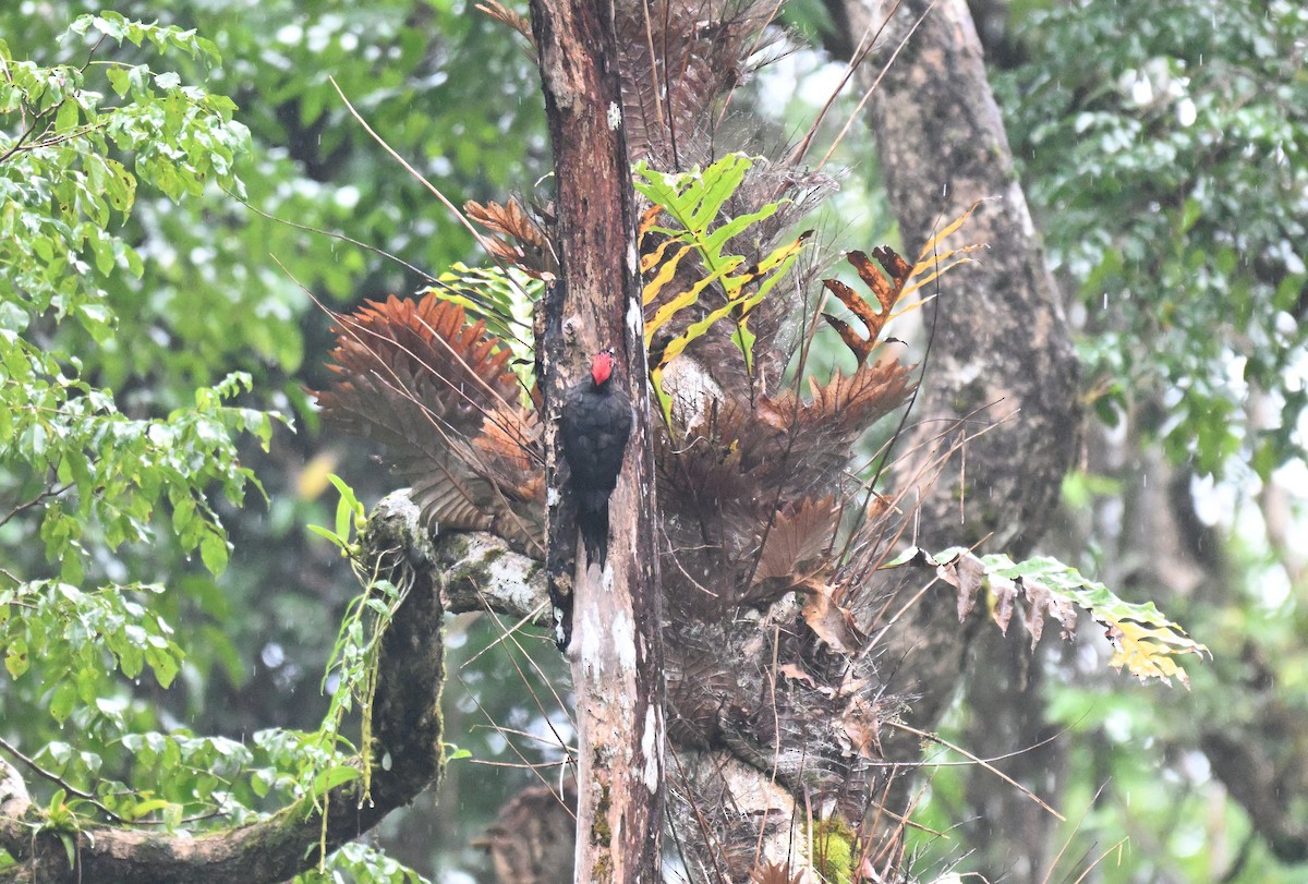 Andaman Woodpecker - ML647215377