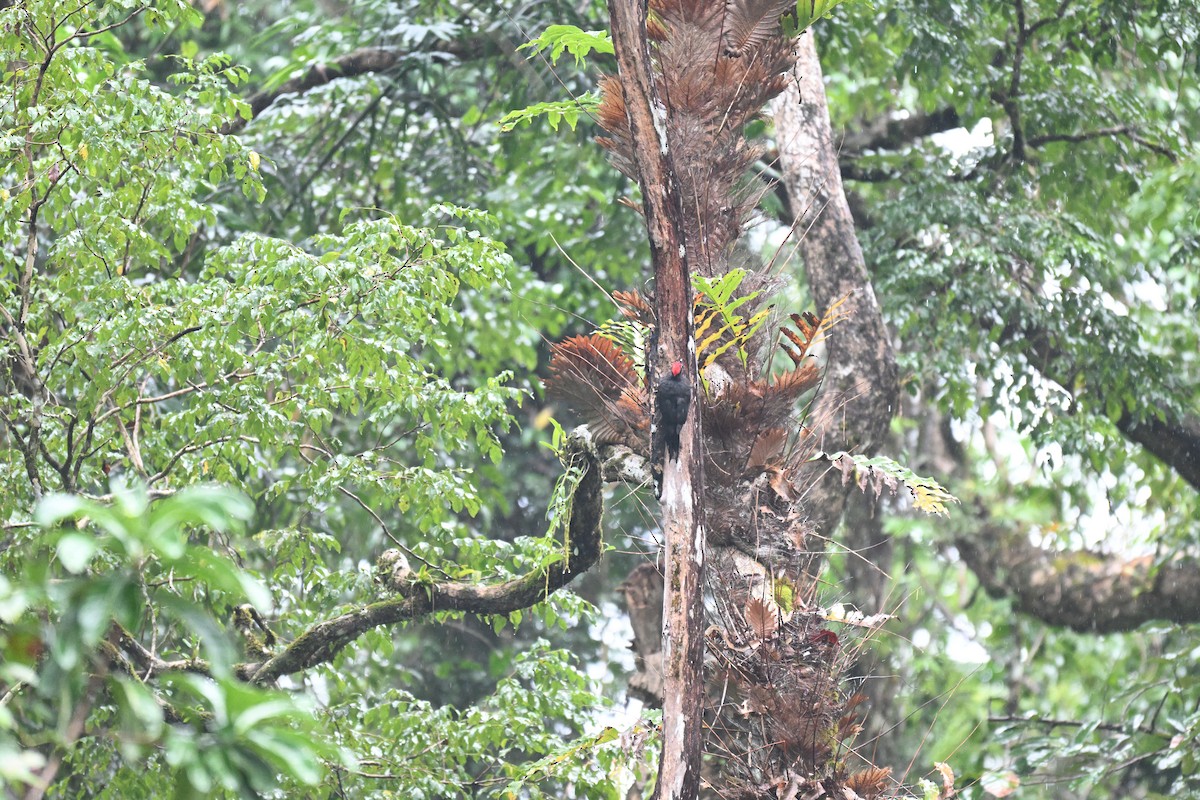 Andaman Woodpecker - ML647215379