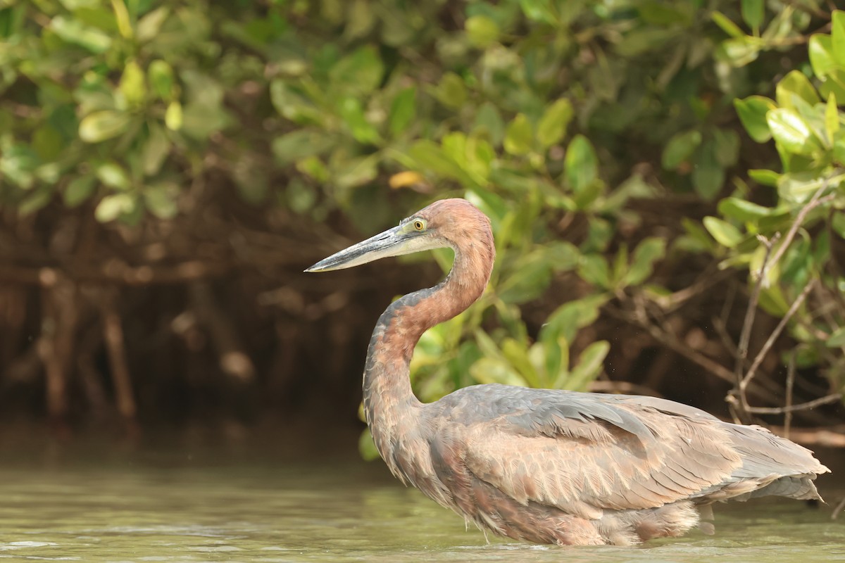 Goliath Heron - ML647215380