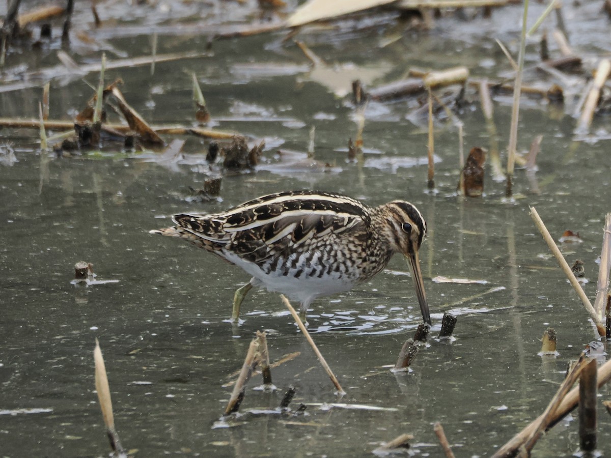 enkeltbekkasin - ML647215383