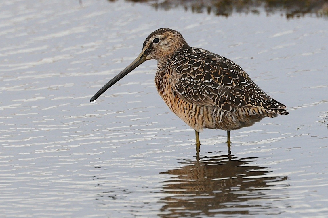 長嘴半蹼鷸 - ML647215385