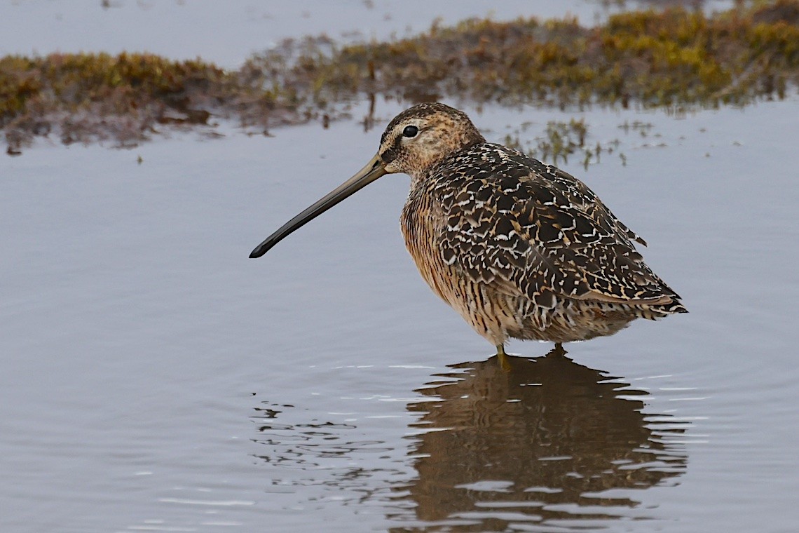 長嘴半蹼鷸 - ML647215386