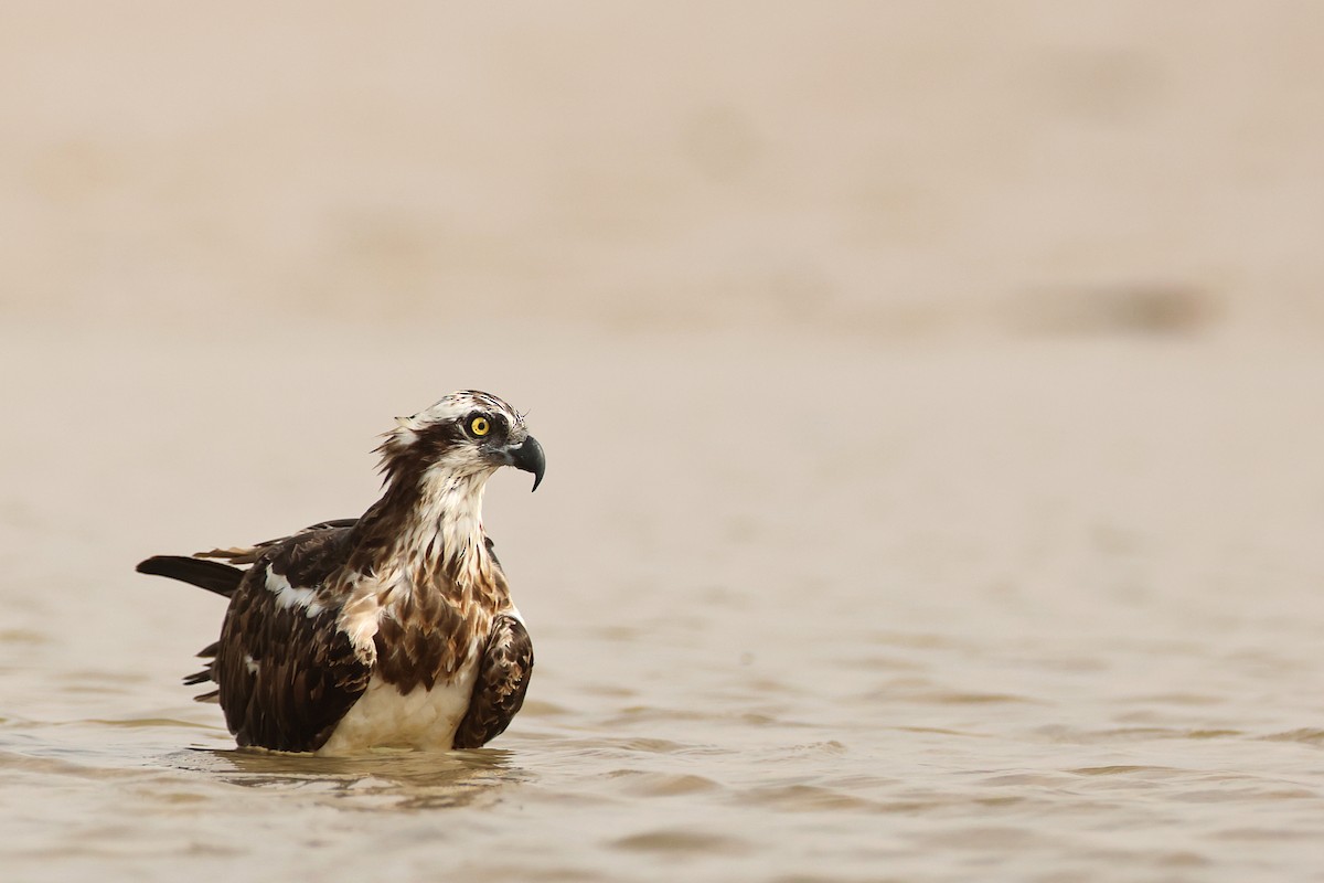 Osprey - ML647215387