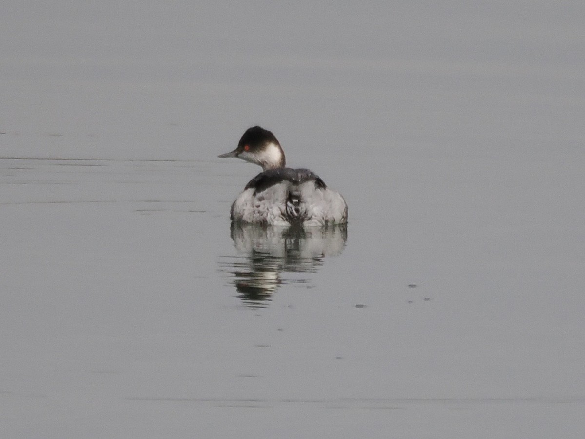 svarthalsdykker - ML647215388