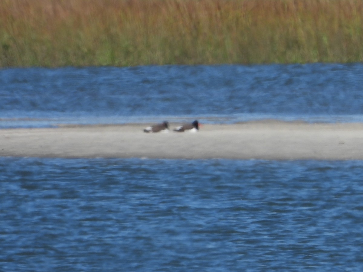 American Oystercatcher - ML647215393