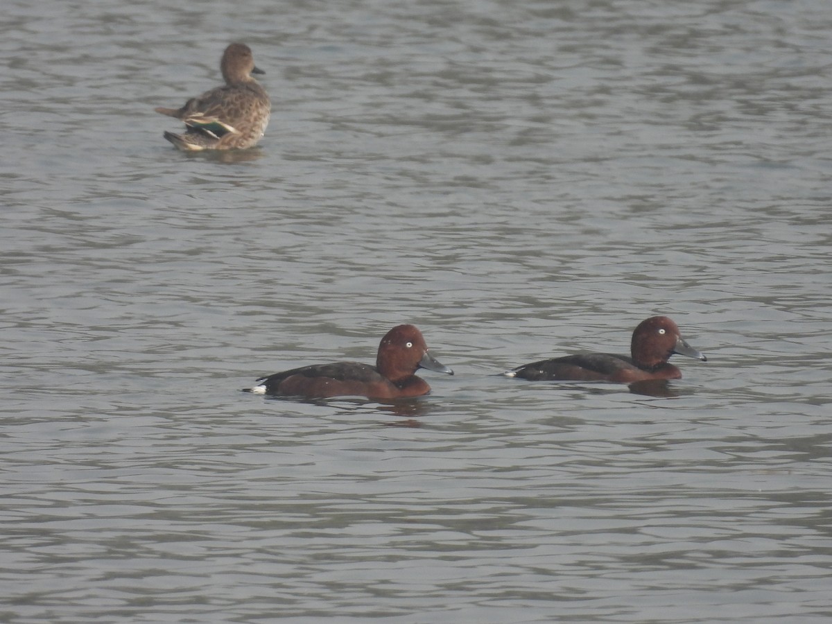 Moretta tabaccata - ML647215395