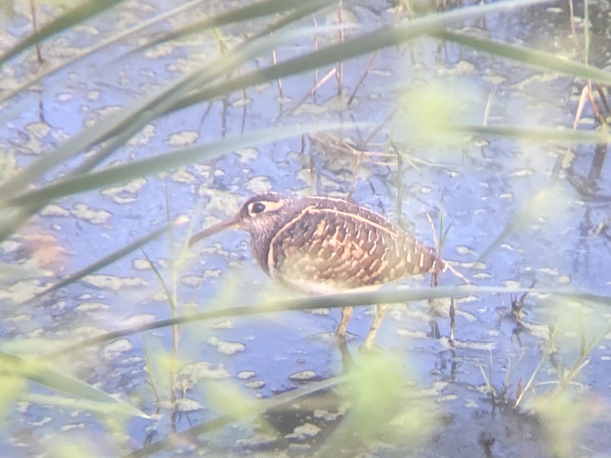 Greater Painted-Snipe - ML647215396