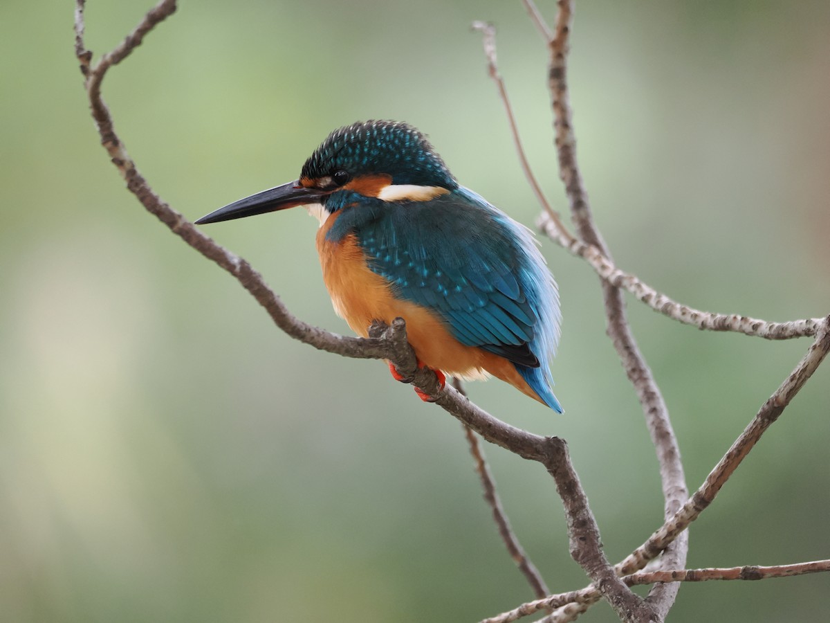 isfugl - ML647215397