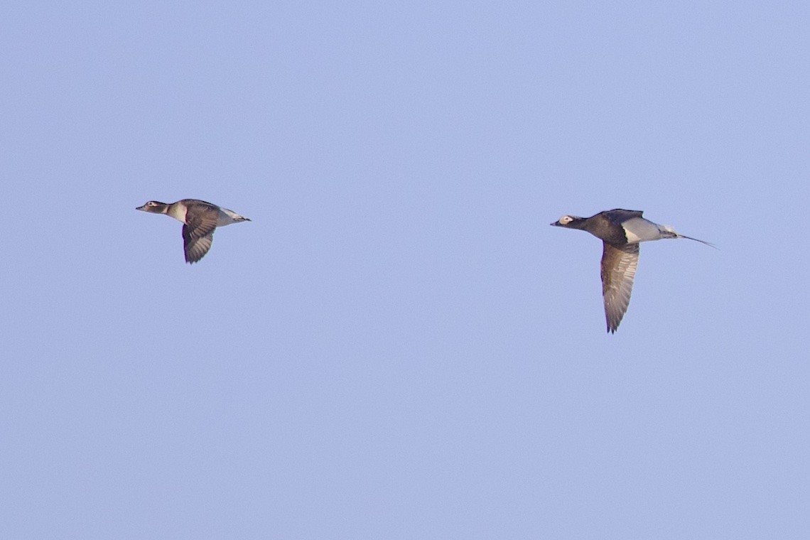 長尾鴨 - ML647215398